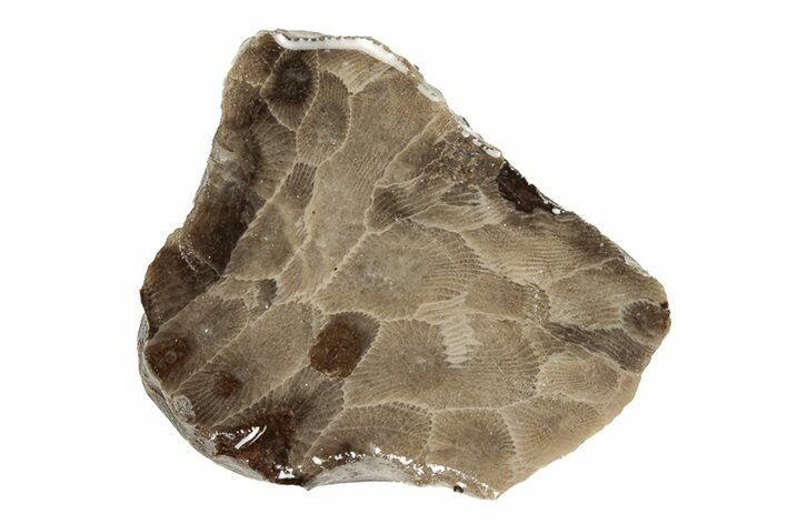 Polished Petoskey Stone (Fossil Coral) Slab - Michigan #204843